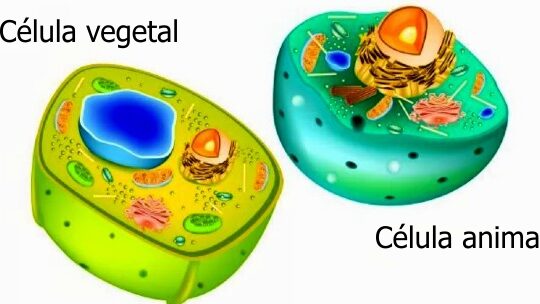 Diferencias entre células vegetales y animales