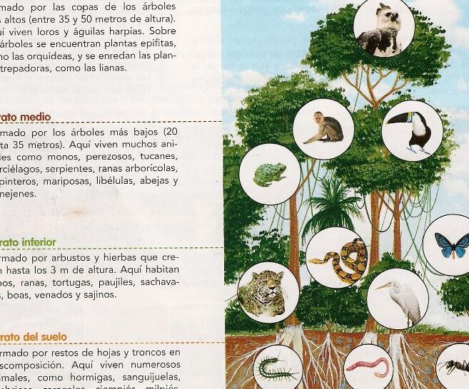 Diferencia entre selva y jungla: una comparación detallada