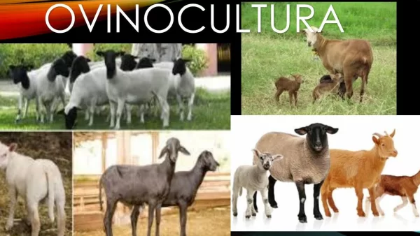 Diferencia entre Ovejas y Corderos: Un Vistazo al Mundo de los Ovinos