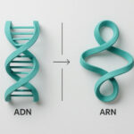 Diferencia entre ADN y ARN: La Guía Definitiva para Entenderlas